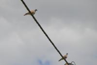 Streptopelia turtur