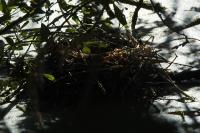Gallinula chloropus