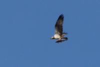 Pandion haliaetus