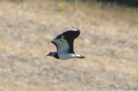 Vanellus vanellus