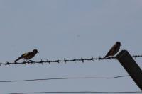 Carduelis carduelis