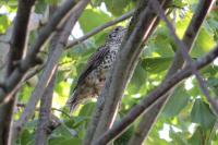 Turdus viscivorus