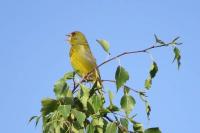 Chloris chloris
