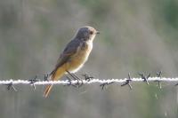 Phoenicurus phoenicurus
