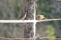 Phoenicurus phoenicurus