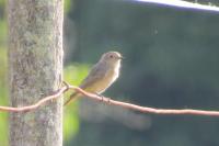 Phoenicurus phoenicurus