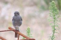 Phoenicurus ochruros