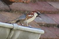 Passer domesticus