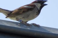 Passer domesticus