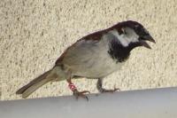 Passer domesticus