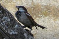 Passer domesticus