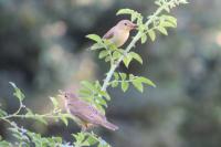 Hippolais polyglotta