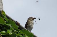 Muscicapa striata