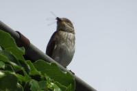 Muscicapa striata