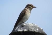 Muscicapa striata