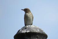 Muscicapa striata
