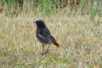 Phoenicurus ochruros