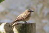 Muscicapa striata
