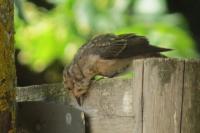 Muscicapa striata