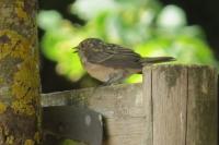 Muscicapa striata