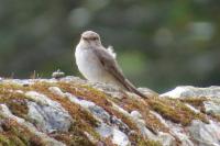 Muscicapa striata