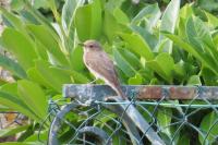 Muscicapa striata