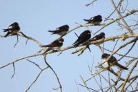 Hirundo rustica