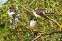 Delichon urbicum