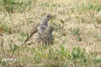 Turdus viscivorus