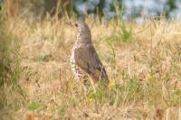 Turdus viscivorus
