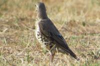 Turdus viscivorus