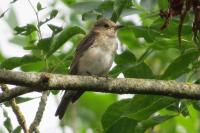 Muscicapa striata