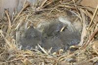 Motacilla alba
