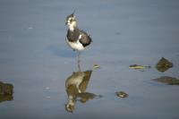 Vanellus vanellus
