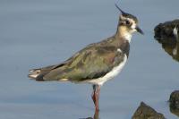 Vanellus vanellus