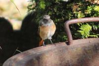 Phoenicurus phoenicurus
