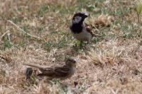 Passer domesticus