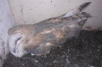 Tyto alba