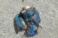 Alcedo atthis