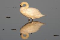 Cygnus olor