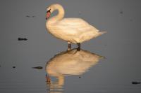 Cygnus olor