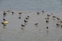 Vanellus vanellus