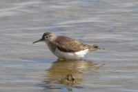 Actitis hypoleucos