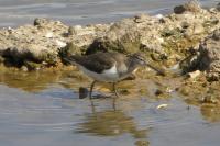 Actitis hypoleucos