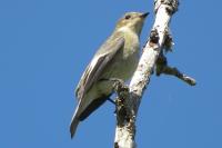Ficedula hypoleuca