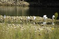 Bubulcus ibis
