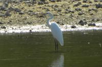 Ardea alba