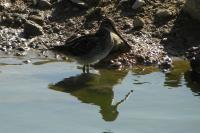 Gallinago gallinago