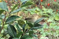Phylloscopus collybita