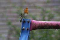 Erithacus rubecula